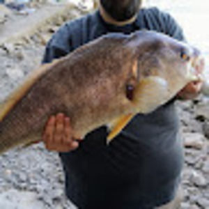 Meet your Posher, Andy